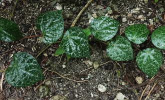 Piper ornatum, an individual with faint pink markings on the peltate bullate leaves, Mbambanga, Solomon Islands