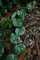 Piper ornatum, a reniform leaved form, Mbambanga, Solomon Islands