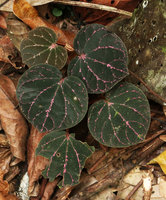 Piper porphyrophyllum, young individual with brown leaves and pink refringent blotches along the main veins, Fraser&#039;s Hill, Malaysia