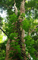 Piper ribesioides, branchingpattern detail, Tioman, Malaysia