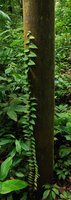 Piper ribesioides, juvenile stage climbing along a tree trunk, Tioman, Malaysia
