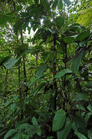 Piper sclerophloeum climbing along a narrow stemmed tree, Imbu Rano, Kolombangara, Solomon Islands