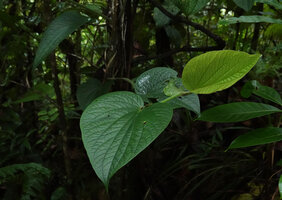 Piper sclerophloeum, leaves of an axillary sympodial branch, Imbu Rano, Kolombangara, Solomon Islands