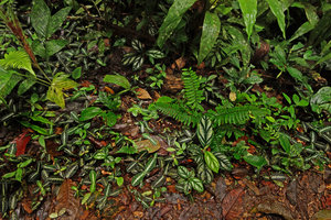 Piper cf. vestitum and Cosmianthemum obtusifolium exhibiting opposite silver design, along veins or on parenchyma epidermis between veins, Penrissen Range, Padawan, Sarawak, Borneo