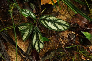 Piper cf. vestitum, the silver pattern between main nerves matches with the description of Piper borneense by N. E. Brown in 1882 but the similar Piper vestitum was previuously described by C. de Candolle in 1866, Penrissen Range, Padawan, Sarawak, Borneo