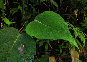 Piper sp., bullate leaves enhancing diffuse light capture in deep shade, Manu NP, Peru