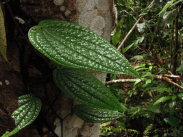Piper sp., bullate leaves increasing photosynthetic absorbing leaf surface and allowing captation of multi directional diffuse light in forest understory, Madang, Papua New Guinea