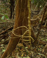 Piper sp. climbing on tree trunk with basal stolon axes acting likes stilt nutritious roots, Tangkoko, Sulawesi