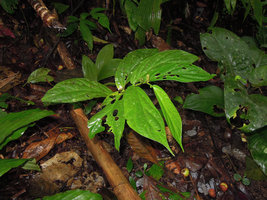 Piper sp. Elatostema mimetic, Borneo Highlands, Penrissen Range, Padawan, Sarawak, Borneo