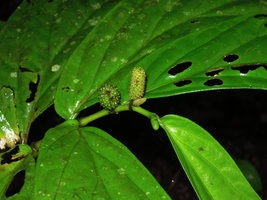 Piper sp. Elatostema mimetic, three successive spadices, Borneo Highlands, Penrissen Range, Padawan, Sarawak, Borneo