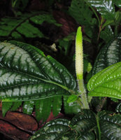 Piper cf. vestitum erect spadix, silver mottled bullate leaves, rosetted species on forest floor, Borneo Highlands, Penrissen Range,  Padawan, Sarawak, Borneo