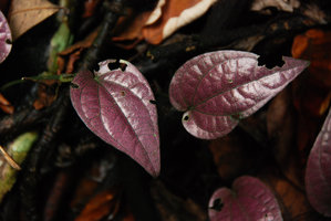 Piper sp., Pink iridescence of the leaves, Hinboun, Laos