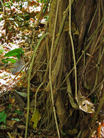 Piper sp., a climbing species emitting stolon axes growing downwards on forest soil, and becoming functionnally like feeding roots for the main climbing stem, Tangkoko, Sulawesi