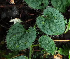 Piper sp., erect transparent hairs probably acting like optic fiber,  resulting in high chlorophyll concentration at the base , Tenaru Falls, Guadalcanal, Solomon Islands
