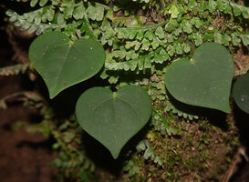 Piper sp. Malagufuk, West Papua