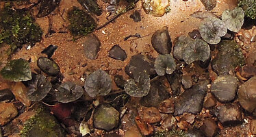 Piper sp., monopodial creeping stem with brown leaves totally cryptic among pebbles in a small forest stream, Sepik, Papua New Guinea
