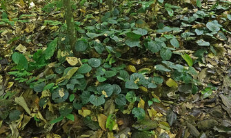 Piper sp., probably allied to Piper vestitum, patch of a vegetative population on forest floor, Danum Valley, Sabah, Borneo