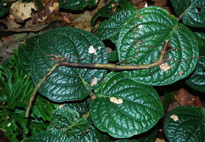 Piper sp., probably allied to Piper vestitum, uprooted stem trailing on forest floor and producing adventitious roots at each node, Danum Valley, Sabah, Borneo