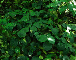 Piper sp., probably allied to Piper vestitum, vegetative patch of branched stems carpeting the forest floor, Danum Valley, Sabah, Borneo
