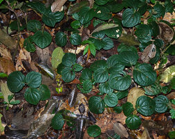 Piper sp., probably allied to Piper vestitum, vegetative population carpeting the forest floor just above the leaf litter from canopy trees, Danum Valley, Sabah, Borneo