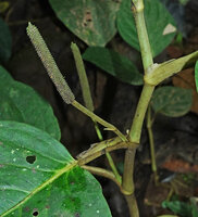 Piper trianae, axillary stem reduced to a small bract like leaf and a terminal inflorescence hence the previous inclusion of this species in the genus Trianaeopiper, Mashpi FR, Pichincha, Ecuador