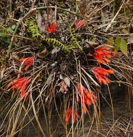 Pitcairnia heterophylla, basally branched cespitoe individual in full bloom while caducous during the dry season, Mirador Rey Tepepul, Lake Atitlan, Guatemala