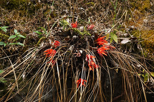 Pitcairnia heterophylla, each leafy shoot becomes caducous when flowering, Mirador Rey Tepepul, Lake Atitlan, Guatemala