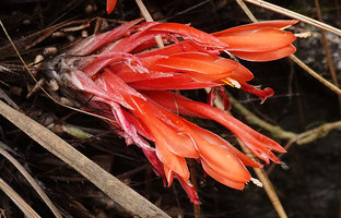 Pitcairnia heterophylla, flowers, Mirador Rey Tepepul, Lake Atitlan, Guatemala