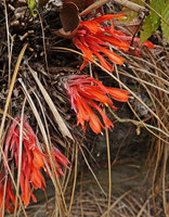 Pitcairnia heterophylla, inflorescences, Mirador Rey Tepepul, Lake Atitlan, Guatemala