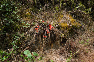 Pitcairnia heterophylla on vertical rocky bank, caducous while flowering, most dead dry leaves lying on the soil under the plant, Mirador Rey Tepepul, Lake Atitlan, Guatemala