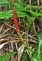 Pitcairnia imbricata, inflorescence, Chiquibul NP, Belize