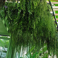 Plafond Végétal at the Museum National d&#039;Histoire Naturelle, Paris