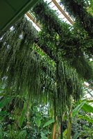 Plafond Végétal, Museum national d&#039;Histoire Naturelle, Paris, 2010