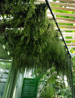 Plafond Végétal vu de dessous, Museum National d&#039;Histoire Naturelle, Paris