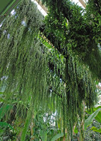 Plafond Végétal with Hoya, Columnea and Rhipsalis, Museum National d&#039;Histoire Naturelle, Paris