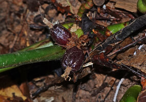 Plagiostachys parva, mature dark brown shiny ribbed fruits, Deramakot FR, Sabah, Borneo