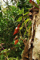 Plain green and red undersurface of two individuals of the same Begonia species growing side by side, Manu NP, 2800 m asl, Peru