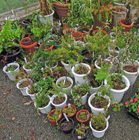 Plants in containers, one day after collecting, Yamaguchi, Japan