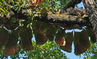Platycerium angolense, triangular hanging narrowly petiolate fertile fronds, East Usambara, 300 m asl, Tanzania