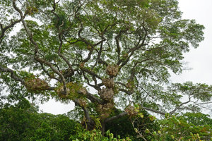 Platycerium bifurcatum, epiphytic population on a beach tree, Cape tribulation, Queensland, Australia