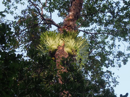 Platycerium coronarium, population with huge nest fronds and small fertile fronds, Crystal Pool, Krabi, Thailand