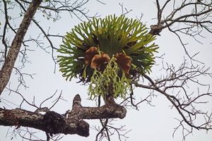 Epiphytes