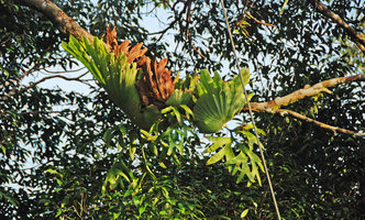 Platycerium coronarium, epiphytic in the forest canopy, Ulu Temburong, Brunei, Borneo