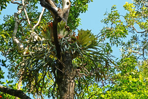 Platycerium sp, probably a hybrid between P. bifurcatum and P. superbum, Atherton, Queensland, Australia