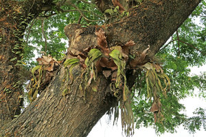 Platycerium stemaria dehydrated during the dry season on tree branch along city street, Edea, Cameroun