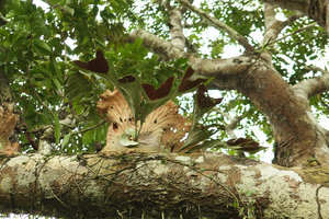 Platycerium stemaria with dark brown sori, Campo, Cameroun