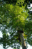 Platycerium superbum, epiphytic on tree trunk, Atherton, Queensland, Australia