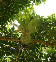 Platycerium superbum, young individual, Atherton, Queensland, Australia