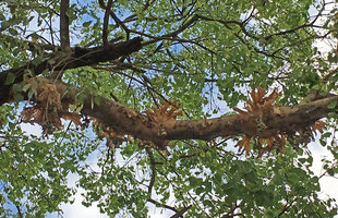 Platycerium wallichii dehydrated during the dry season, on a street tree, Yangon, Myanmar