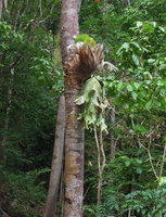 Platycerium wallichii, epiphytic, Wiang Kosai NP, Thailand